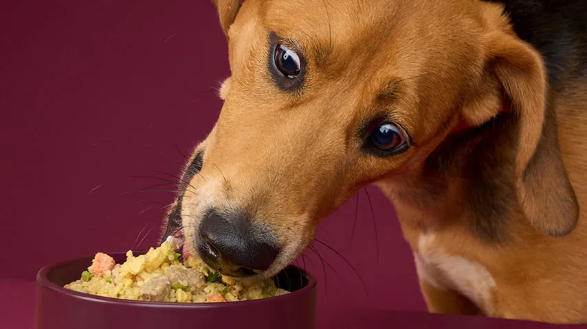 Adorable pet with Crumb tag